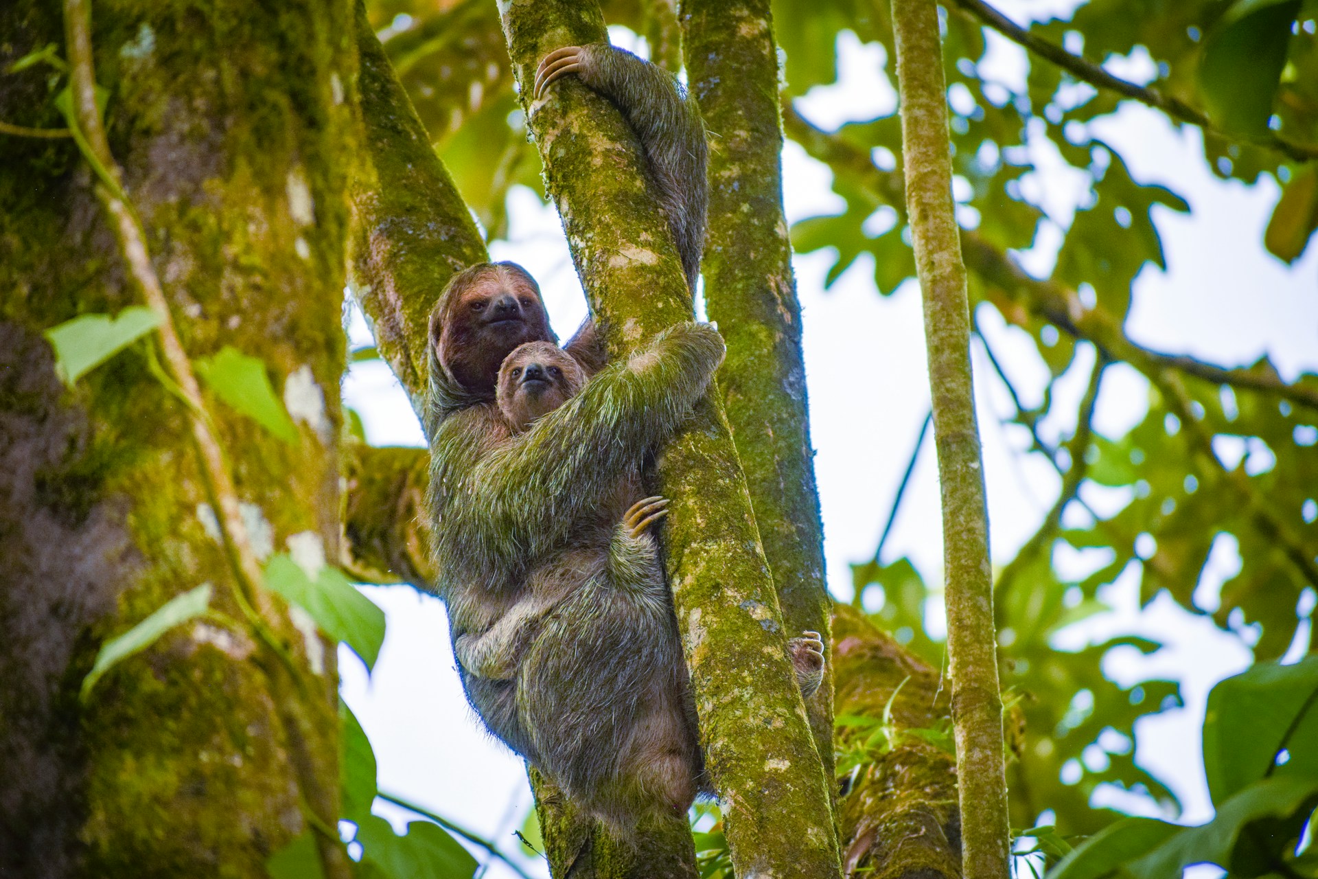 Costa Rica wildlife sloth